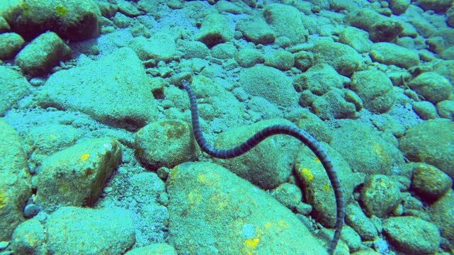 Underwater diving swimming view of a strip ring sea snake Swimming at the rocky bottom sea bed In zigzag way Then quickly runs away Finding places to hide under coral reef rocks During daytime.