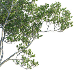 Fototapeta premium Pemphis acidula Tree. Corner view, cutout 4k transparent