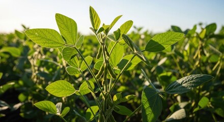 Close-up of vibrant soybean plants