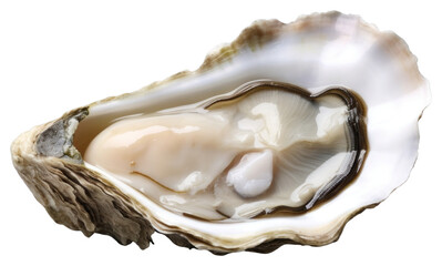 Fototapeta premium PNG Oyster seafood invertebrate freshness.