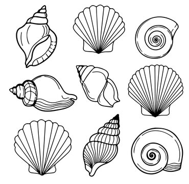 Set of hand drawn seashells drawing ink. Minimalist line art. Summer vacation design elements for trendy prints, label, menu cover. Tropical beach shells. Vector flat illustration.