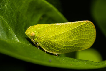 Leaf Hopper bright green on a leaf