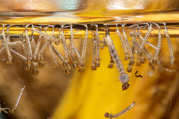 Mosquito Larvae lined up at the top of stagnant water