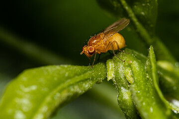 Orange Pest fly in a garden