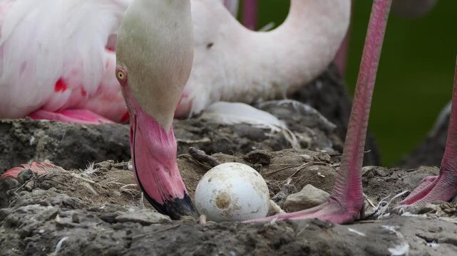 Closeup shot of a flamingo carefully tending to its egg in a natural nesting ground