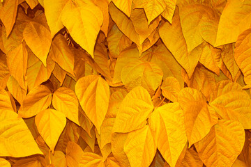 Natural background of bright autumn leaves. Foliage. Indian summer.