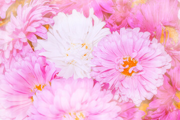 Floral autumn background from aster flowers.