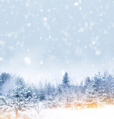 Festive Christmas background. Landscape. Blurred. Frozen winter forest with snow covered trees.