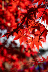 Close up of vibrant red maple leaves illuminated by autumn sunlight. Natural seasonal background symbolizing fall, beauty of nature, and changing seasons.
