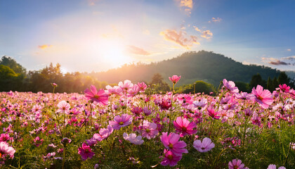 sun dappled field of vibrant pink cosmos flowers in a dreamy meadow