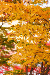 永源寺の紅葉（茨城県大子町）