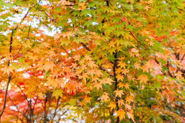 永源寺の紅葉（茨城県大子町）
