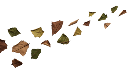 Irregular brittle leaf fragments, muted brown/green, drifting diagonally on transparent with soft studio lighting, subtle motion blur, concept of natural cycles and time