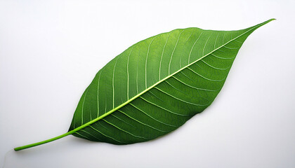 Obraz premium a single green leaf with prominent veins and a pointed tip