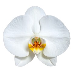 Close-up of a pristine white orchid (2)
