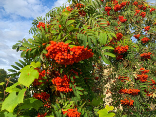 Fototapeta premium Rowan Tree Laden with Bright Red Berries in Late Summer Sunlight
