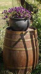 Kwiat surfinii w czarnym garnku na beczce z drewna © tomo81