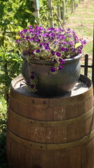 Petunia w glinianym czarnym garnku na drewnianej beczce © tomo81