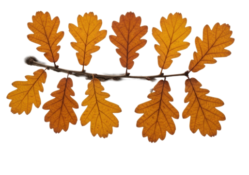 Crisp golden-brown oak leaves with amber, rust hues, intricate veins, and a weathered oak branch on a transparent background, studio macro shot, natural autumn beauty concept - Powered by Adobe