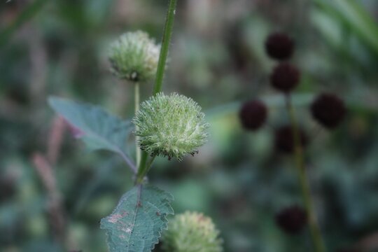 close up of a plant