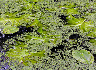 Lily pads float on a tranquil pond's surface surrounded by green water plants and algae in a serene natural setting