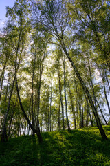 Obraz premium Sunlight filtering through the tall birch trees in a lush green forest, creating a serene and captivating natural landscape for nature enthusiasts.
