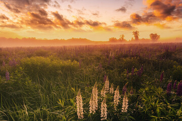 Lupines field bathed in vibrant sunrise glow. Tranquil countryside scene for dreamy landscape...