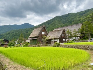 Fototapeta premium Traditional Japanese Thatched Roof Houses Surrounded by Rice Fields