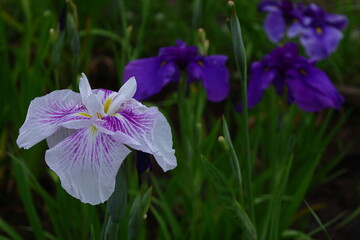 凛として優雅に咲く