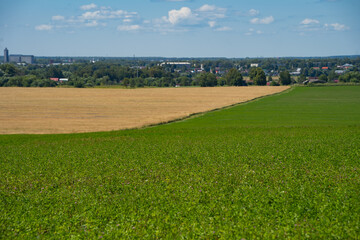 Fototapeta premium dirt road in a field with grain crops leading to the village