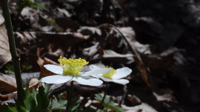 close-up of flower, Anemone nemorosa, flower center, flower, Monza Park, Lambro Valley Regional Park, Italy