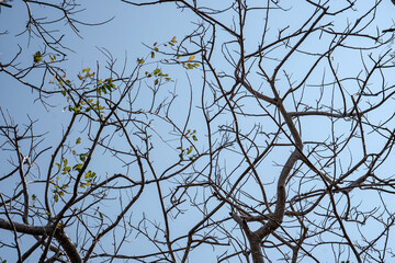 Intricate pattern of bare tree branches with a few green leaves against a clear blue sky. A minimalist, abstract nature background for the dry season.