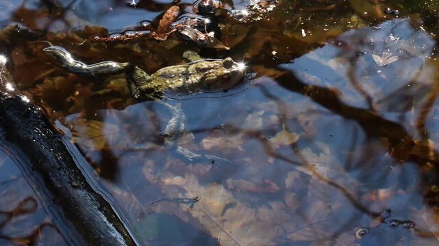male of toad underwater, reflection of light, toad, Bufo bufo, in the water, water, swim,  Sant&rsquo;Agostino lake, Italy,  male,