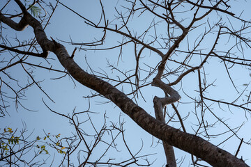 Low angle view looking up at the silhouette of bare tree branches against a gradient blue sky. Abstract, minimalist, and natural graphic pattern.
