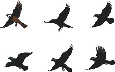 Bird illustrations of various species in flight, sparrow and pigeons, avian artwork set, diverse birds, flying poses collection, white background