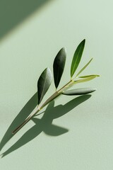 Single olive branch on soft pastel green background, symbolizing peace and hope