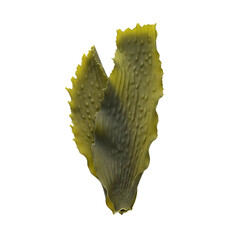 Fresh kelp seaweed leaf for skincare ingredient © PNG Lab