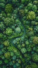 An aerial photograph of a winding road through dense green forest is useful for articles on nature, ecology, tourism, and travel.