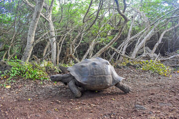 Animal species of the Galapagos Islands