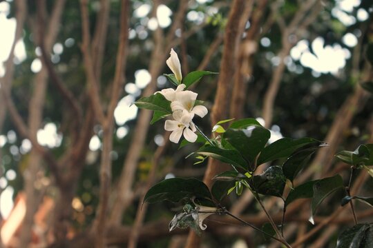 White flower in the forest