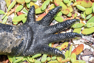 Animal species of the Galapagos Islands