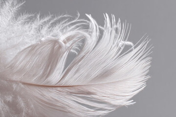 Obraz premium Delicate white feather detail close up soft light background