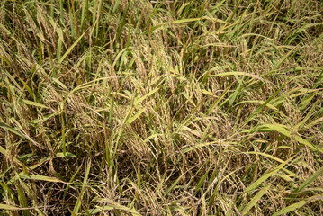 Close-up of golden ripe rice grains and green leaves in a vast field, ready for harvest, symbolizing agricultural abundance and the harvest season.