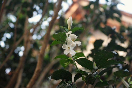 olive tree branch