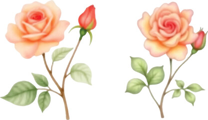 Obraz premium Vector art of two delicate watercolor illustrations of peach roses with buds and green leaves on stems, isolated on a, showcasing floral beauty and botanical art