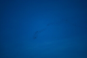 At dusk, bats fly out of their caves in the mountains to hunt for food.