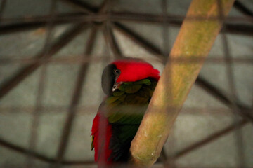 Black-capped Lory (Lorius lory) is a bird found in New Guinea. It's sleeping inside a zoo cage.