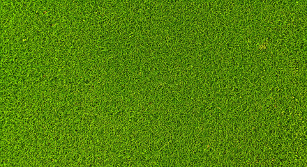 Vibrant green grass texture with a lush dense appearance perfect for backgrounds and natural design elements