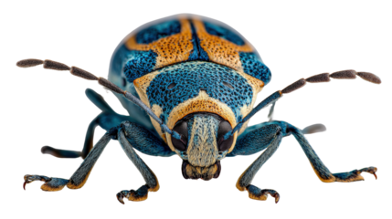 Macro Photography of Insects: Close-up macro photography of insects like butterflies, bees, and spiders, showcasing fine details, isolated on a Transparent background, PNG file.