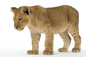 Obraz premium Lion Cub White Background. Cute Baby Lion in Side View, Isolated on White at 10 Weeks Old